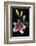 Stargazer Lily Study-Anna Miller-Framed Photographic Print