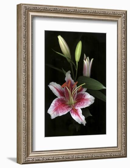 Stargazer Lily Study-Anna Miller-Framed Photographic Print