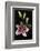 Stargazer Lily Study-Anna Miller-Framed Photographic Print