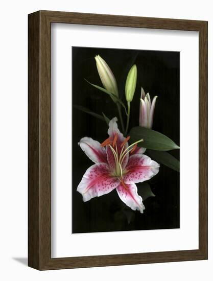 Stargazer Lily Study-Anna Miller-Framed Photographic Print