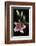 Stargazer Lily Study-Anna Miller-Framed Photographic Print