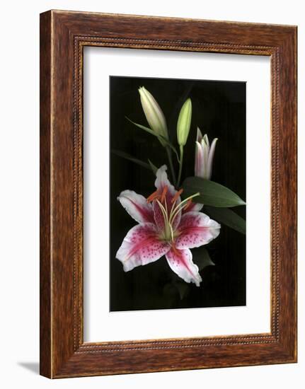 Stargazer Lily Study-Anna Miller-Framed Photographic Print