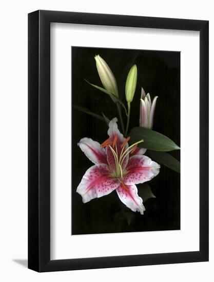 Stargazer Lily Study-Anna Miller-Framed Photographic Print