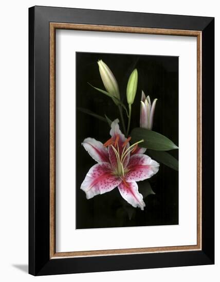 Stargazer Lily Study-Anna Miller-Framed Photographic Print