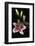 Stargazer Lily Study-Anna Miller-Framed Photographic Print