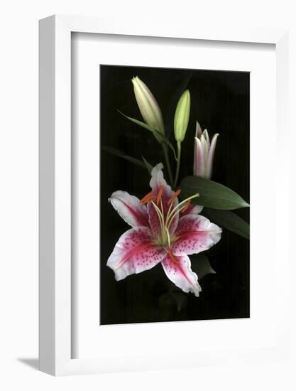 Stargazer Lily Study-Anna Miller-Framed Photographic Print