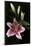 Stargazer Lily Study-Anna Miller-Mounted Photographic Print