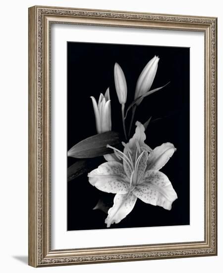 Stargazer Lily Study-Anna Miller-Framed Photographic Print