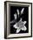 Stargazer Lily Study-Anna Miller-Framed Photographic Print