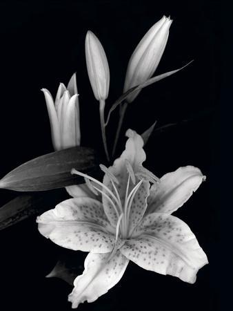 Stargazer Lily Study Photographic Print Anna Miller Art Com