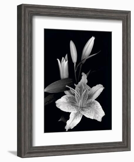 Stargazer Lily Study-Anna Miller-Framed Photographic Print