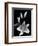 Stargazer Lily Study-Anna Miller-Framed Photographic Print
