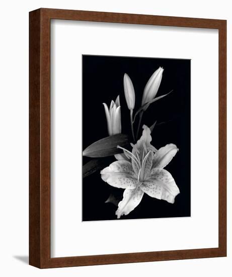 Stargazer Lily Study-Anna Miller-Framed Photographic Print