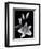 Stargazer Lily Study-Anna Miller-Framed Photographic Print