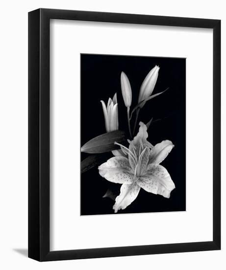 Stargazer Lily Study-Anna Miller-Framed Photographic Print