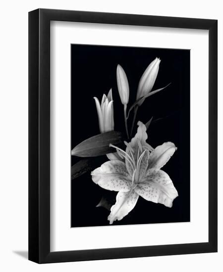 Stargazer Lily Study-Anna Miller-Framed Photographic Print