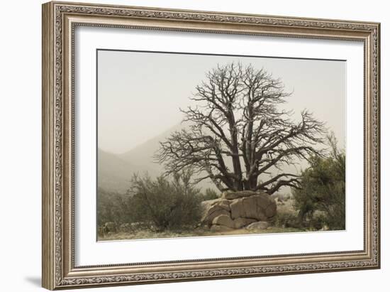 Stark Branches of a Dead Juniper in the Organ Mountains, Southern New Mexico-null-Framed Photographic Print