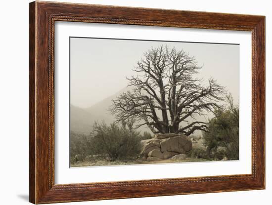 Stark Branches of a Dead Juniper in the Organ Mountains, Southern New Mexico-null-Framed Photographic Print