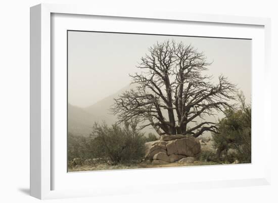 Stark Branches of a Dead Juniper in the Organ Mountains, Southern New Mexico-null-Framed Photographic Print