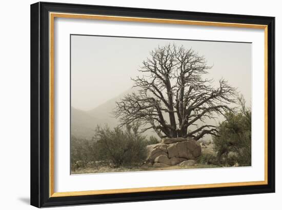 Stark Branches of a Dead Juniper in the Organ Mountains, Southern New Mexico-null-Framed Photographic Print