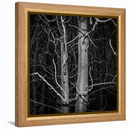 Stark Trees-Andrew Geiger-Framed Stretched Canvas