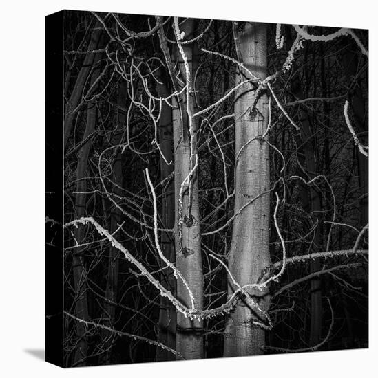 Stark Trees-Andrew Geiger-Framed Stretched Canvas