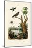 Starling, 1833-39-null-Mounted Giclee Print