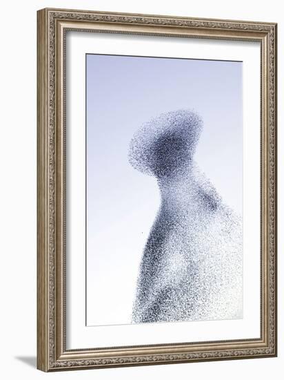 Starling Flock and Peregrine Falcon Immense Flock-null-Framed Photographic Print