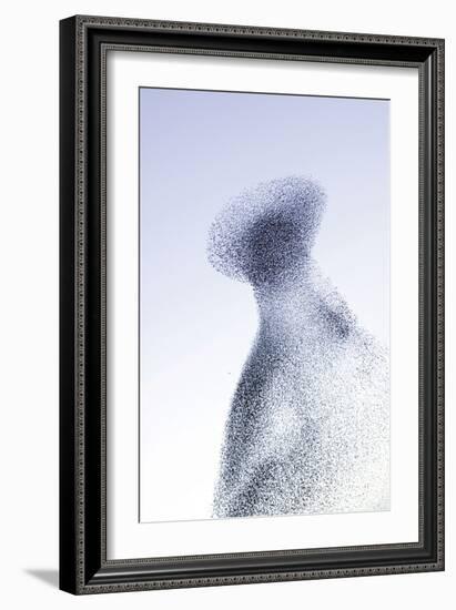 Starling Flock and Peregrine Falcon Immense Flock-null-Framed Photographic Print