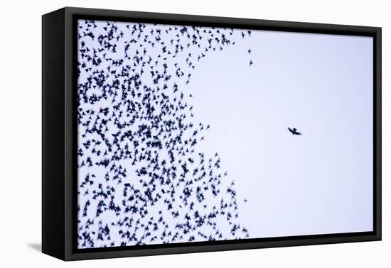 Starling Flock and Peregrine Falcon-null-Framed Premier Image Canvas