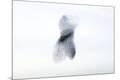 Premium Photographic Print