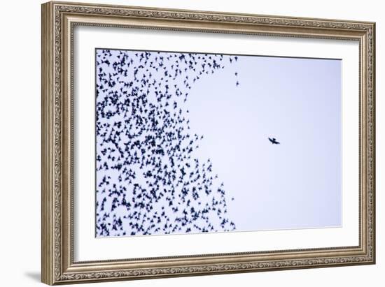 Starling Flock and Peregrine Falcon-null-Framed Photographic Print