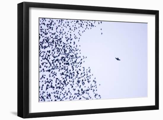 Starling Flock and Peregrine Falcon-null-Framed Photographic Print