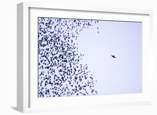 Starling Flock and Peregrine Falcon-null-Framed Photographic Print