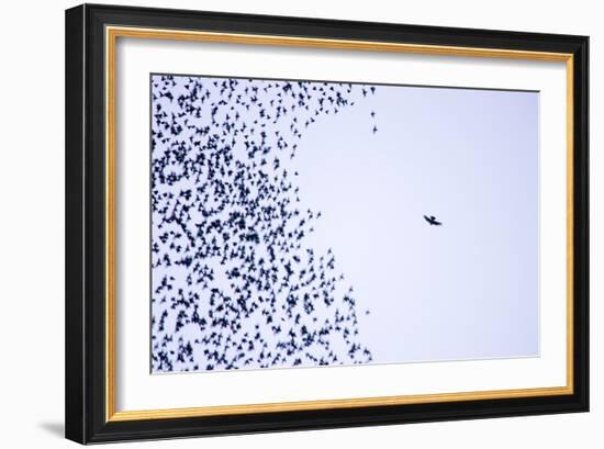 Starling Flock and Peregrine Falcon-null-Framed Photographic Print