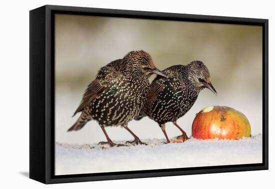 Starling in Snow Eating Apple-null-Framed Premier Image Canvas