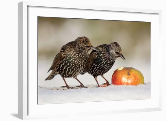 Starling in Snow Eating Apple-null-Framed Photographic Print