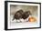 Starling in Snow Eating Apple-null-Framed Photographic Print