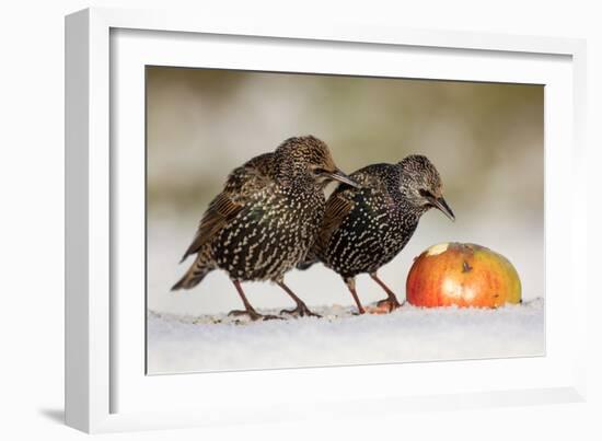 Starling in Snow Eating Apple-null-Framed Photographic Print