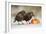 Starling in Snow Eating Apple-null-Framed Photographic Print