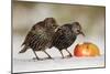 Starling in Snow Eating Apple-null-Mounted Photographic Print