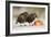 Starling in Snow Eating Apple-null-Framed Photographic Print