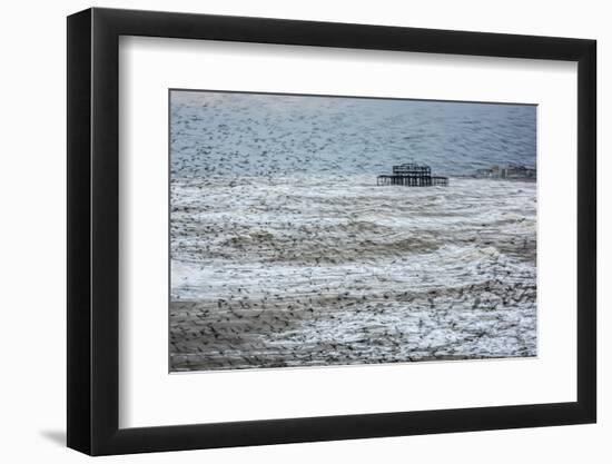 Starling murmuration (Sturnus vulgaris), and remains of West Pier, Brighton, East Sussex, England, -Matthew Cattell-Framed Photographic Print