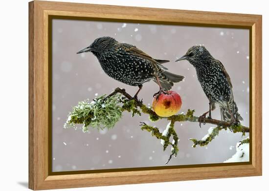 Starlings (Sturnus Vulgaris), Adults Perched on Branch in Winter Feeding on Apple-Michel Poinsignon-Framed Premier Image Canvas