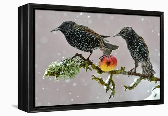 Starlings (Sturnus Vulgaris), Adults Perched on Branch in Winter Feeding on Apple-Michel Poinsignon-Framed Premier Image Canvas