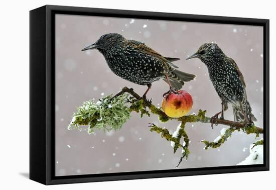 Starlings (Sturnus Vulgaris), Adults Perched on Branch in Winter Feeding on Apple-Michel Poinsignon-Framed Premier Image Canvas