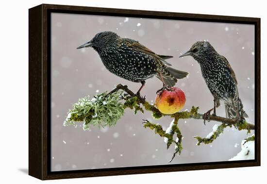 Starlings (Sturnus Vulgaris), Adults Perched on Branch in Winter Feeding on Apple-Michel Poinsignon-Framed Premier Image Canvas