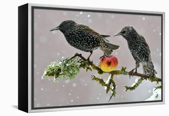 Starlings (Sturnus Vulgaris), Adults Perched on Branch in Winter Feeding on Apple-Michel Poinsignon-Framed Premier Image Canvas