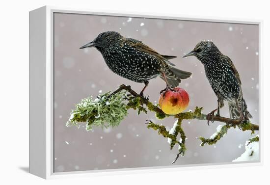 Starlings (Sturnus Vulgaris), Adults Perched on Branch in Winter Feeding on Apple-Michel Poinsignon-Framed Premier Image Canvas