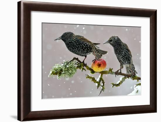 Starlings (Sturnus Vulgaris), Adults Perched on Branch in Winter Feeding on Apple-Michel Poinsignon-Framed Photographic Print